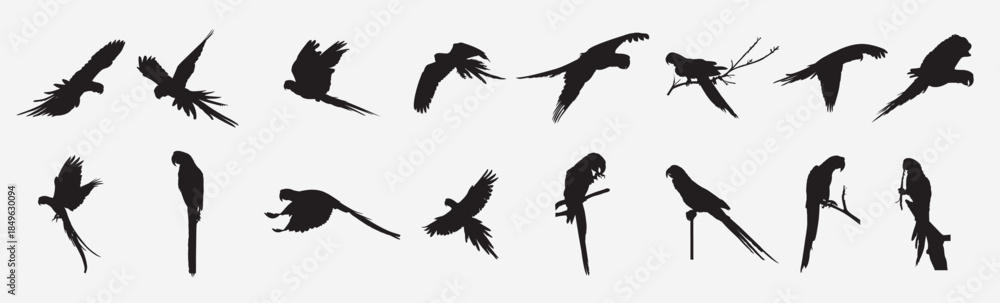 Obraz premium macaw bird silhouette