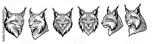 lynx head illustrations in black and white detailed set
