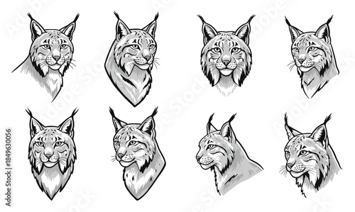  lynx head sketches set with detailed facial expressions 