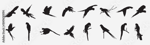 macaw bird silhouette