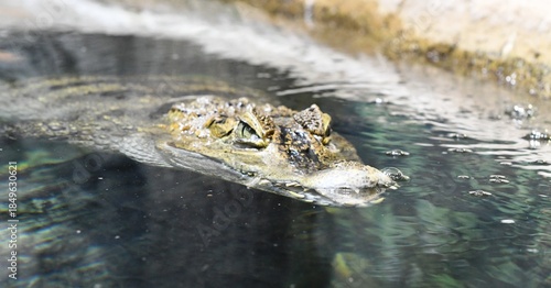 reptile crocodile