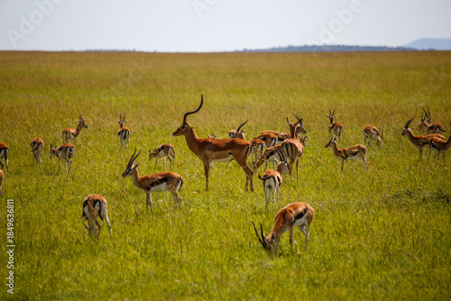 Macho de gacela con grandes cuernos liderando su manada en la llanura de Masái Mara, Kenia