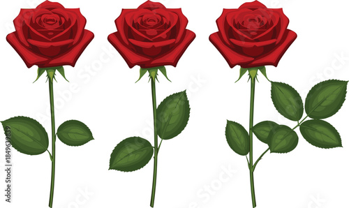 Set of Three Red Rose Flower Illustrations with Different Leaf Counts Isolated on White Background for Romantic Floral Design Projects 
