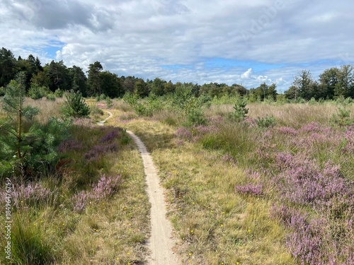 MTB track through national park dwingelderveld