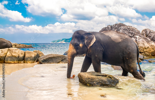 Photography Elephants walk along the seashore