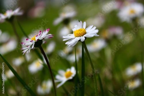 A natural close-up of a small group of wild little daisies growing in a field, photographed from the side. The image combines sharp foreground flowers with softly blurred blossoms in the background