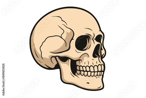 Stylized Skull Illustration