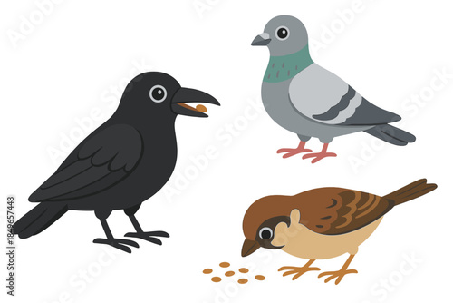 Three birds finding food