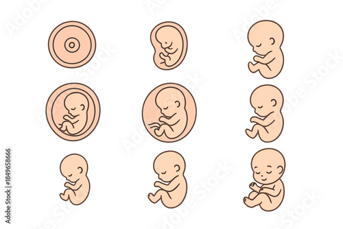 Human fetal development stages