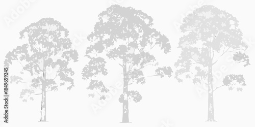 Silhouetted eucalyptus trees against a plain white background nature s simple beauty