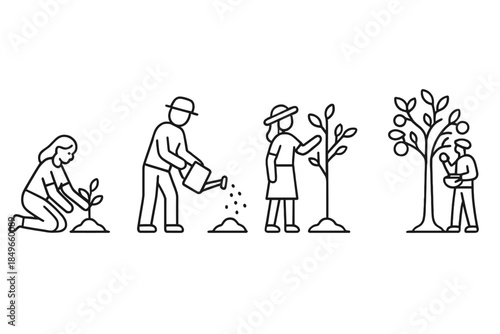 Stages of planting and growing a tree