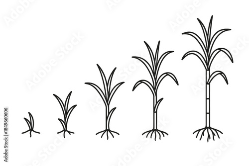 Sugarcane growth stages