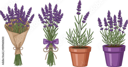 Cute cartoon lavender illustration set, blooming lavender flowers bouquet and potted plants, botanical vector design, isolated white background elements