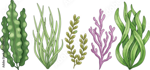 Cute cartoon seaweed illustration set, underwater marine plants collection, colorful algae shapes, ocean flora vector design, isolated white background elements