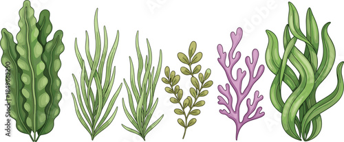 Cute cartoon seaweed illustration set, underwater plants collection, marine algae icons, ocean flora vector design, isolated white background art elements