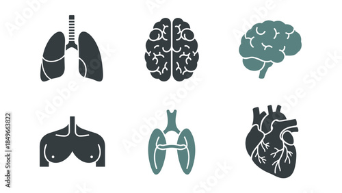 Medical anatomy icons displaying lungs, brain, heart, and chest in a stylized illustration set for science imagery.