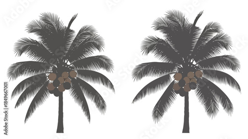 Silhouette of Two Coconut Palm Trees with Coconuts on White Background