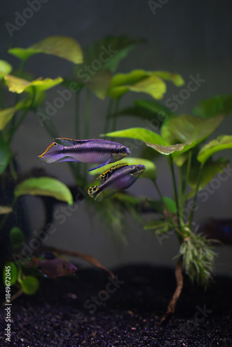 A breeding pair of Kribensis cichlids (Pelvicachromis pulcher), male and female, swimming together in a planted tropical freshwater aquarium.