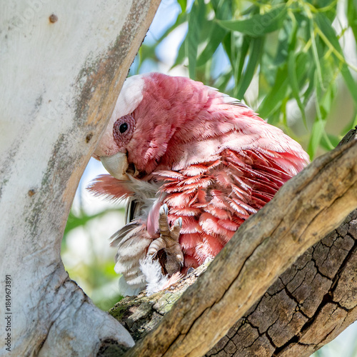 Galah preening on a tree branch at Tangari Recreational Park