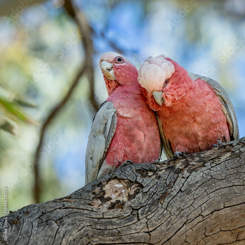 Two galahs perched on a tree branch at Tangari Recreational Park