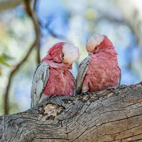 Two galahs preening at Tangari Recreational Park