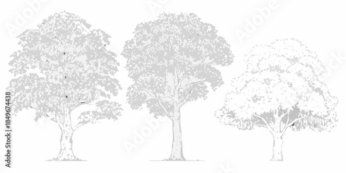 Three grayscale trees with varying canopy densities are shown in a row