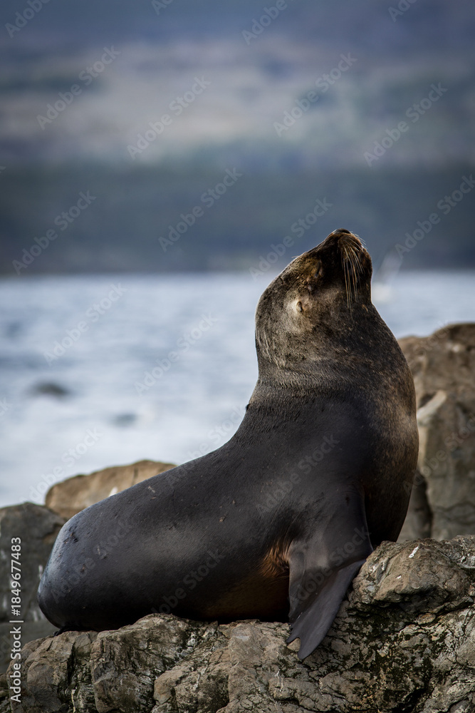 Fototapeta premium Lion de mer, Ushuaïa Argentine