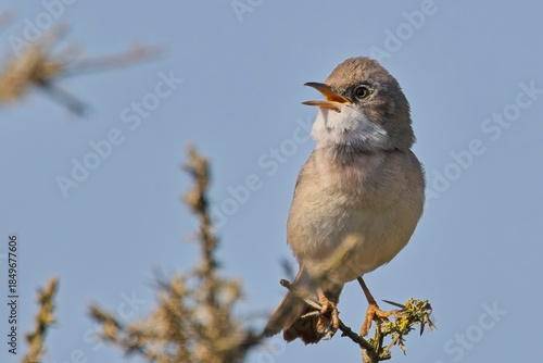 Fotografie Common Whitethroat (Curruca communis)  male singing from a perch on top of a bush, against a blue sky, Cornwall, UK