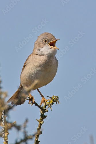 Common Whitethroat (Curruca communis)  male singing from a perch on top of a bush, against a blue sky, Cornwall, UK.