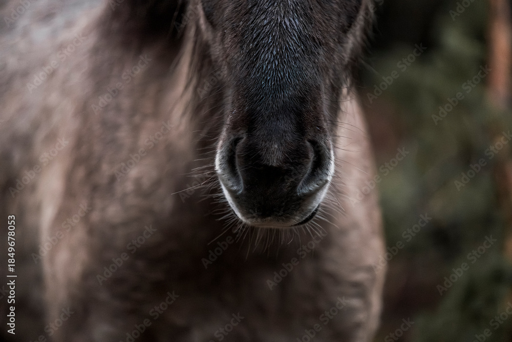 Fototapeta premium beautiful icelandic horses detail photo in raw nature environment 