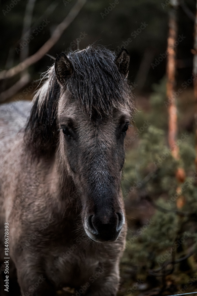 Fototapeta premium beautiful icelandic horses detail photo in raw nature environment 