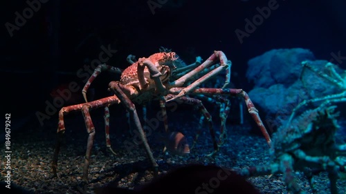 Majestic Japanese spider crab with long legs and textured shell on dark seabed. Deep ocean life and marine biology, natural underwater environment with small fish. Wildlife and crustacean.