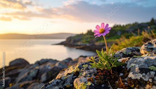 A solitary flower blooms on a rocky shore at sunrise, ocean vista