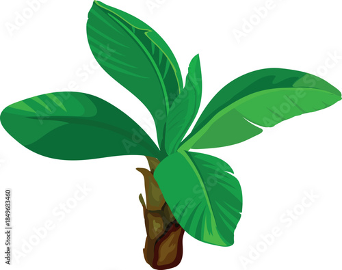 Palm with green leaves in cartoon style on white background.