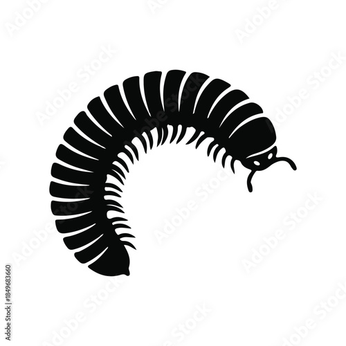 vector illustration of a Millipede 