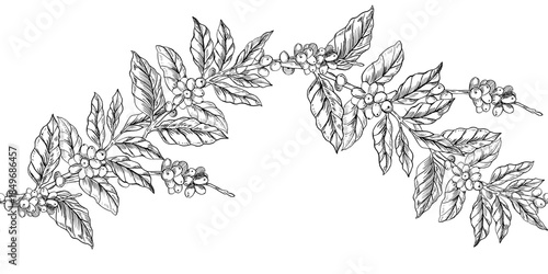 A seamless border featuring coffee branches with ripe beans. Vector illustration for cafe and restaurant interiors, menus, packaging, and corporate identity.