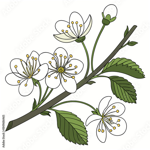 Botanical Eco Plant Illustration  Clean Vector  Pu Vector Illustration Isolated on White Background