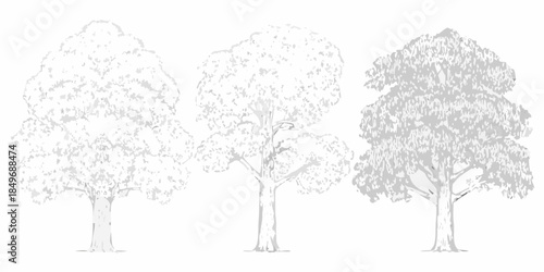 Three sketched trees with varying detail levels showcasing a progression of shading