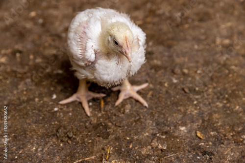 Fotografie fat young broiler are fattened to ensure the meat industry, close up