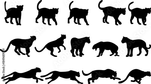 Silhouette, tiger, panther in different angles, set, vector