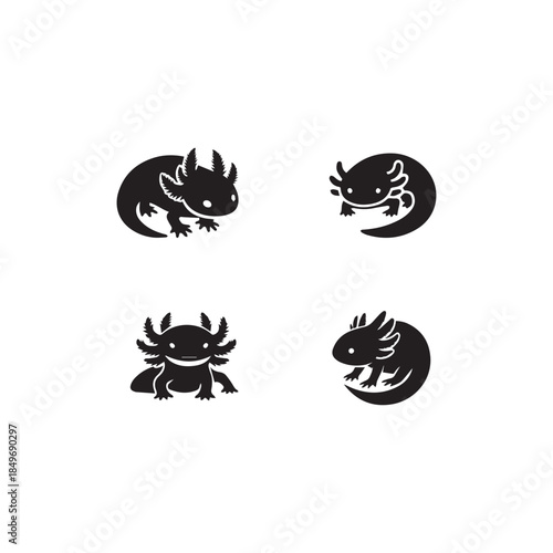  Axolotl