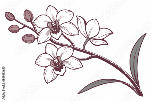 Orchid Flower Elegant Style  Vector Illustration   (1) Vector Illustration Isolated on White Background