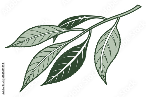 Single Green Leaf Minimal Vector Illustration  Pur (1) Vector Illustration Isolated on White Background