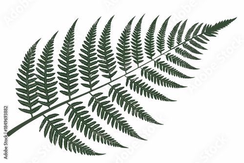 Fern Leaf Botanical Illustration  Flat Vector  Pur (1) Vector Illustration Isolated on White Background