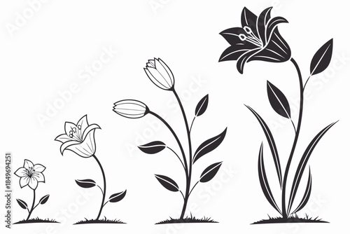 Flower Growth Stages Illustration  Flat Vector  Pu (1) Vector Illustration Isolated on White Background