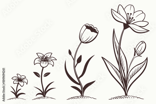 Flower Growth Stages Illustration  Flat Vector  Pu (2) Vector Illustration Isolated on White Background