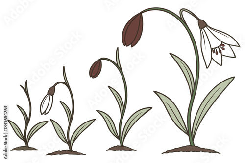 Flower Growth Stages Illustration  Flat Vector  Pu (3) Vector Illustration Isolated on White Background