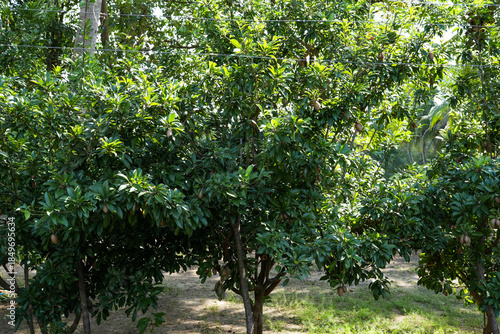 Closeup of fresh sapodilla fruit on sapodilla tree with green leaves