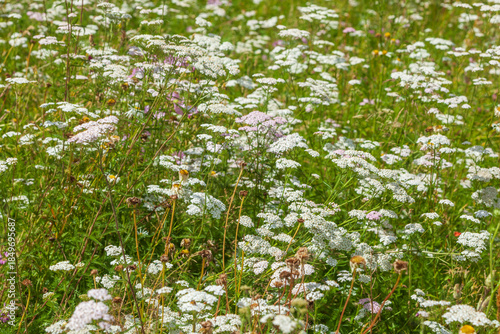 Blühende Gemeine Schafgarbe (Achillea millefolium) auf einer Blumenwiese, Deutschland