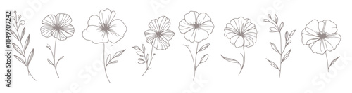 modern botanical flower line art illustrations